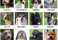 犬的种类,犬种多样性概述